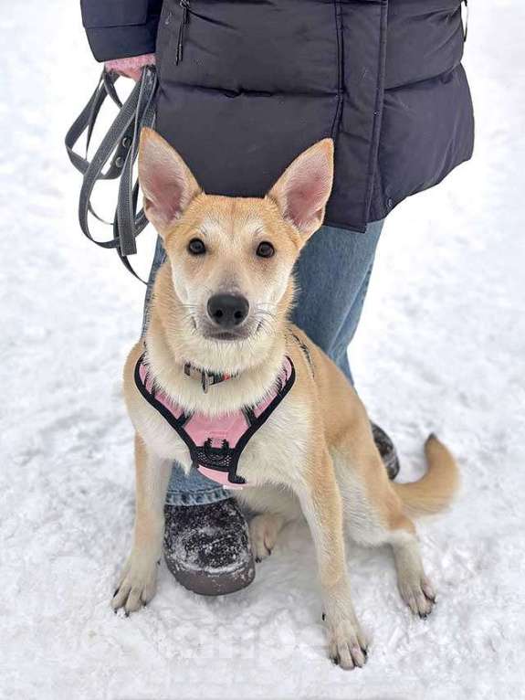 Собаки в Москве: Умнейшая домашняя некрупная собачка-подросток Чапа ищет дом Девочка, 10 руб. - фото 4