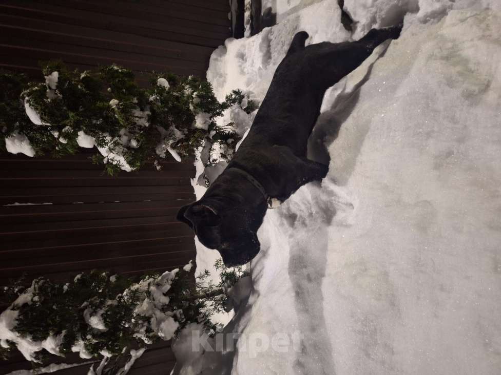 Собаки в других городах Ленинградской области: Щенок Мальчик, 60 000 руб. - фото 1