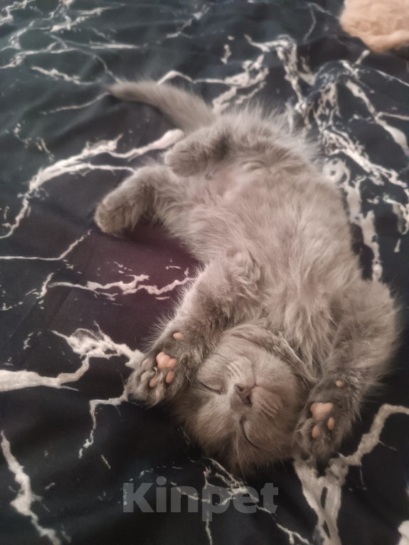Кошки в Майкопе: Котенок в добрые руки Девочка, 10 руб. - фото 2