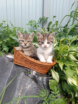 Шотландцы полукровки