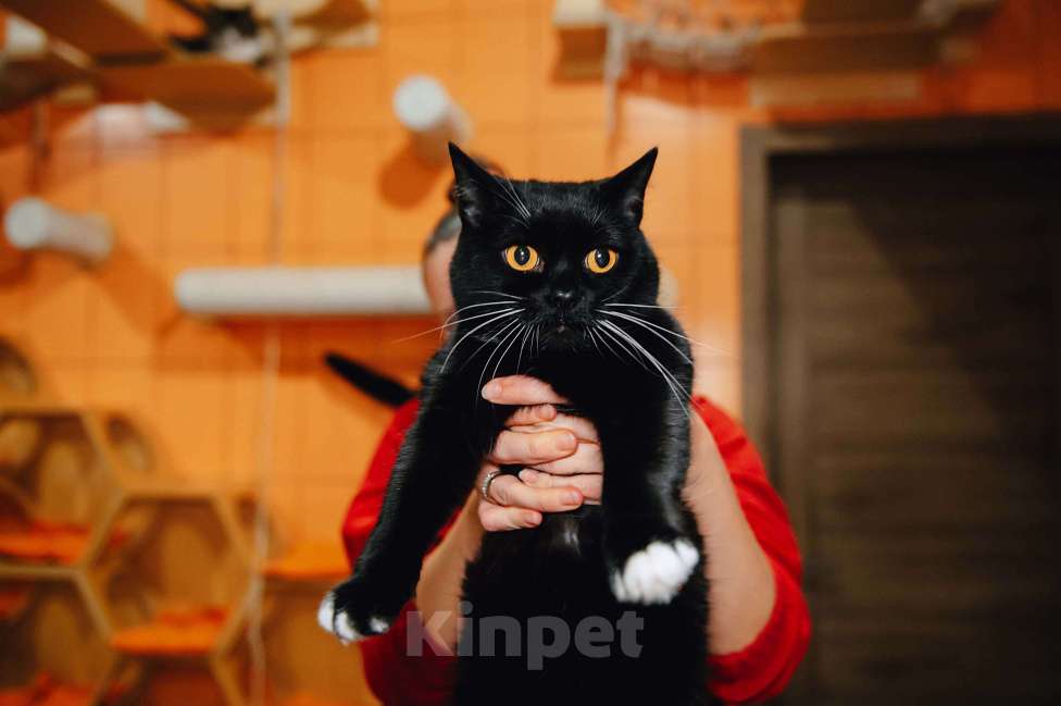 Кошки в других городах Московской области: Усик ждет свою семью! Мальчик, Бесплатно - фото 6