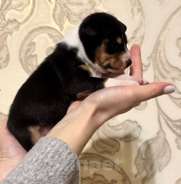 Собаки в Москве: Замечательная малышка Басенджи Девочка, 90 000 руб. - фото 5