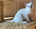 Кошки в Санкт-Петербурге: Тайский котёнок Лайлак-пойнт Мальчик, 40 000 руб. - фото 1
