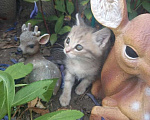 Кошки в Красноярске: Котята Девочка, Бесплатно - фото 2