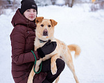 Собаки в Москве: Сириус, 1 год. Пёс-компаньон в добрые руки! Мальчик, Бесплатно - фото 6