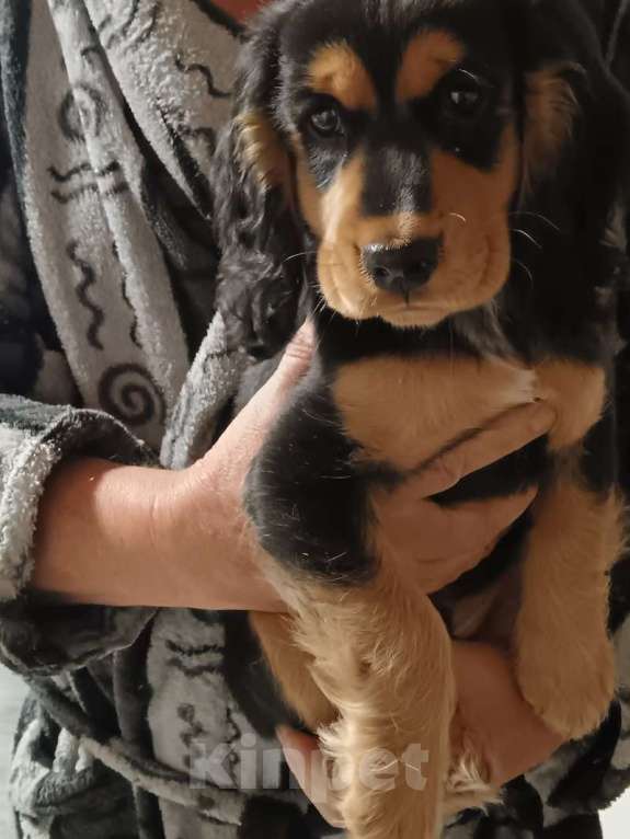 Собаки в других городах Московской области: Трехцветный русский спаниель Мальчик, 15 000 руб. - фото 3