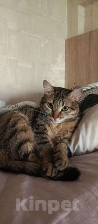 Кошки в Санкт-Петербурге: Ищу срочно дом кошке Девочка, Бесплатно - фото 2