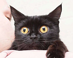 Кошки в Москве: Кошечка-глазастик ищет семью Девочка, Бесплатно - фото 1