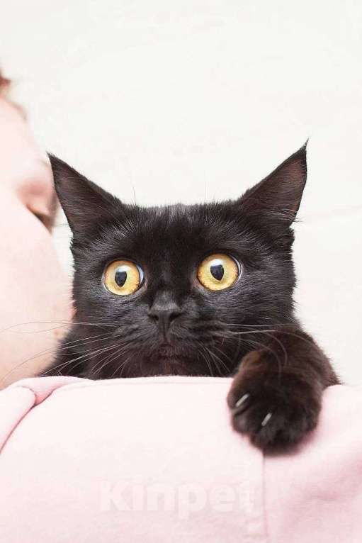 Кошки в Москве: Кошечка-глазастик ищет семью Девочка, Бесплатно - фото 1