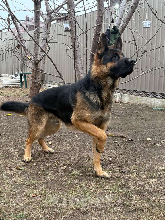Собаки в Волгодонске: Собака  Мальчик, 30 000 руб. - фото 2