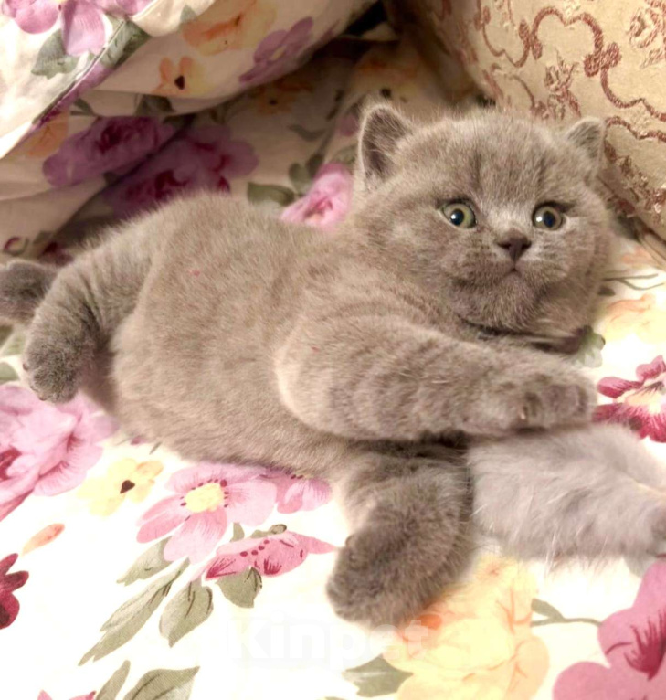 Кошки в Москве: Британский котенок  Мальчик, Бесплатно - фото 4