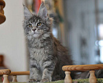 Кошки в Одинцово: Прима Девочка, 30 000 руб. - фото 4