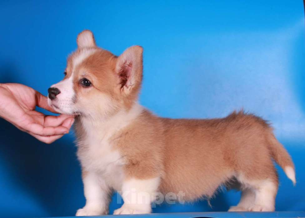 Собаки в Москве: вельш корги пемброк щенок от чемпиона Мальчик, 80 000 руб. - фото 4