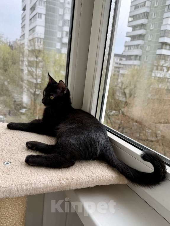 Кошки в Москве: Котенок Оська ищет дом Мальчик, Бесплатно - фото 6