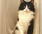 Кошки в Казани: Кошечка Ника. 1 год Девочка, Бесплатно - фото 3