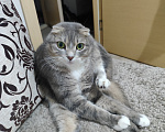 Кошки в других городах Ленинградской области: Отдам в добрые руки кота Мальчик, 50 руб. - фото 2