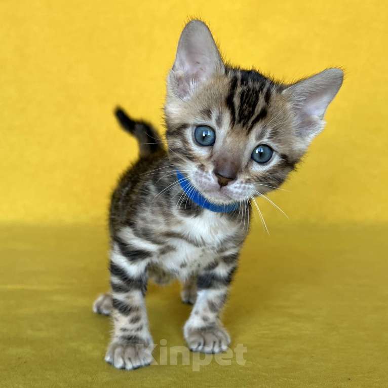 Кошки в Москве: Бенгальский котёнок с документами  Мальчик, 80 000 руб. - фото 7