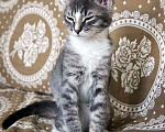 Кошки в Москве: Полосатенькое чудо, очаровательный котенок Чунь в добрые руки Мальчик, 10 руб. - фото 5