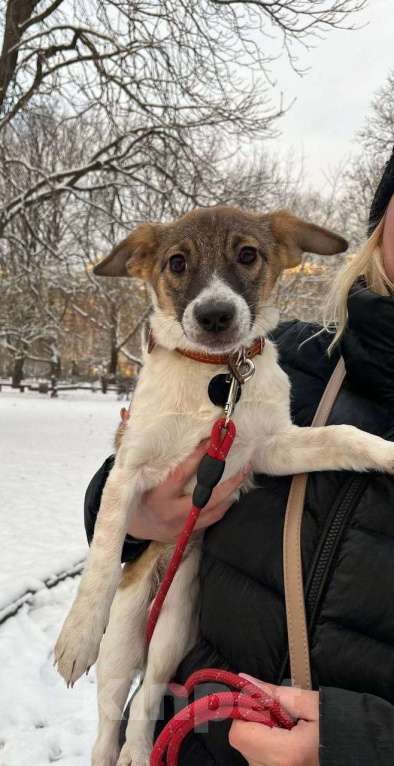 Собаки в Санкт-Петербурге: Маленькая и ласковая собачка, диванный вариант Девочка, Бесплатно - фото 5