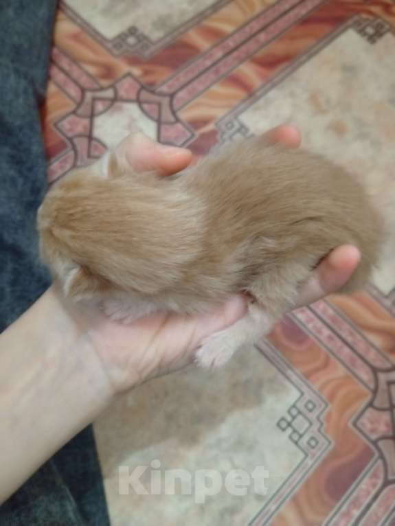 Кошки в Заречном: отдам котят в добрые руки. Мальчик, Бесплатно - фото 2