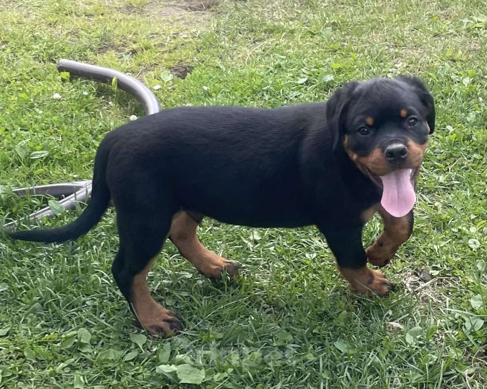 Собаки в других городах Ленинградской области: Щенок ротвейлера Мальчик, 60 000 руб. - фото 7