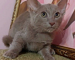 Кошки в Волгограде: Манчкин стандарт на супер коротких лапках Мальчик, Бесплатно - фото 3