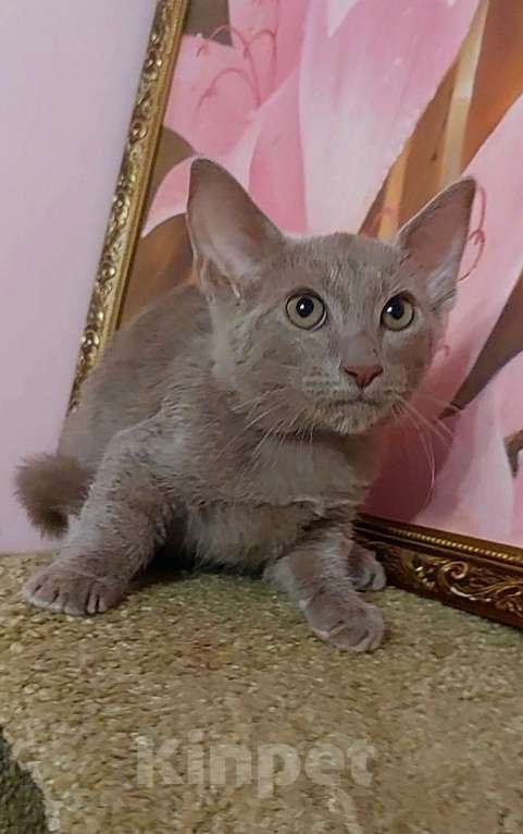 Кошки в Москве: Манчкин стандарт на супер коротких лапках Мальчик, 20 000 руб. - фото 3