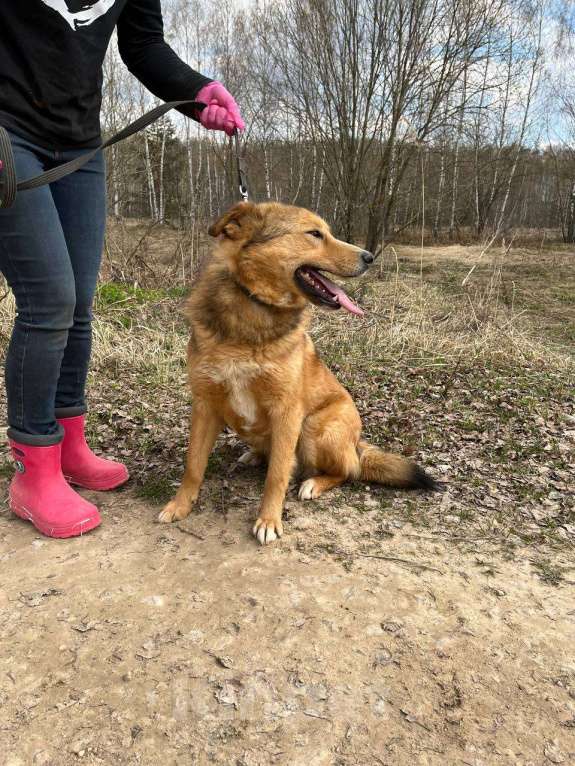Собаки в Москве: Его хватит даже на большую семью. Агат Мальчик, Бесплатно - фото 4