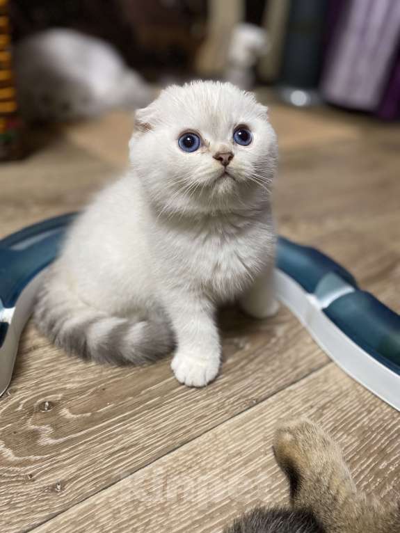 Кошки в Москве: Юджик Мальчик, 40 000 руб. - фото 5