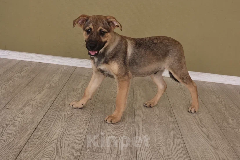 Собаки в Москве: Мальчик Ковбой ищет семью Мальчик, Бесплатно - фото 5