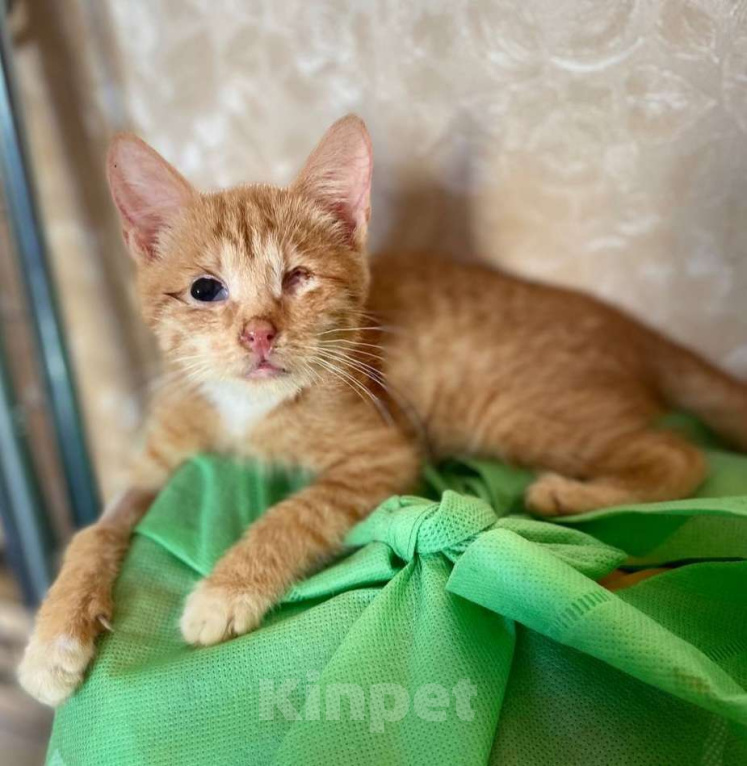 Кошки в Москве: Спасаем вместе - особенный рыжий котенок Мальчик, Бесплатно - фото 1