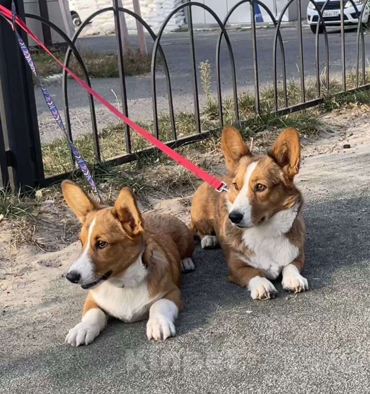 Собаки в Белгороде: Дина Девочка, 60 000 руб. - фото 4