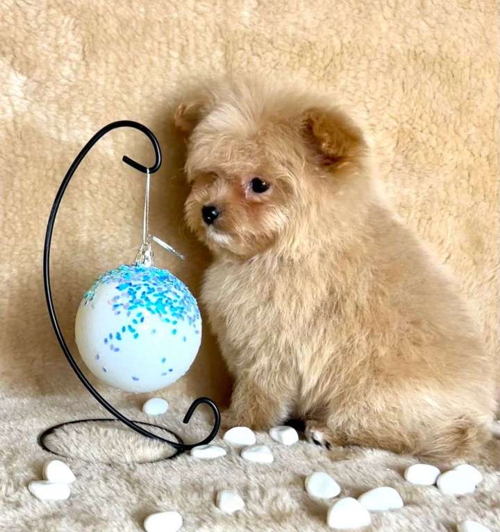 Собаки в Москве: Помапу мальчишка Мальчик, 45 000 руб. - фото 3