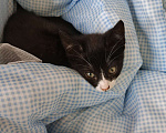 Кошки в Санкт-Петербурге: Сема Мальчик, Бесплатно - фото 3