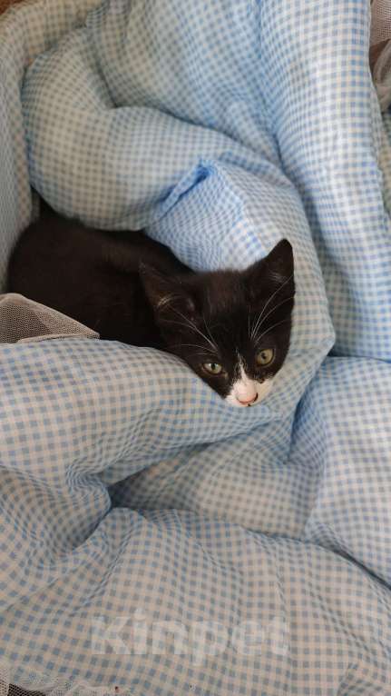 Кошки в Санкт-Петербурге: Сема Мальчик, Бесплатно - фото 3