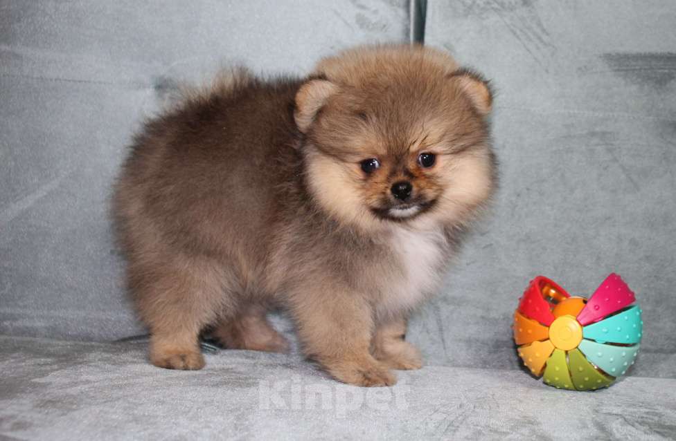 Собаки в Санкт-Петербурге: Щенок померанского шпица Мальчик, 40 000 руб. - фото 3