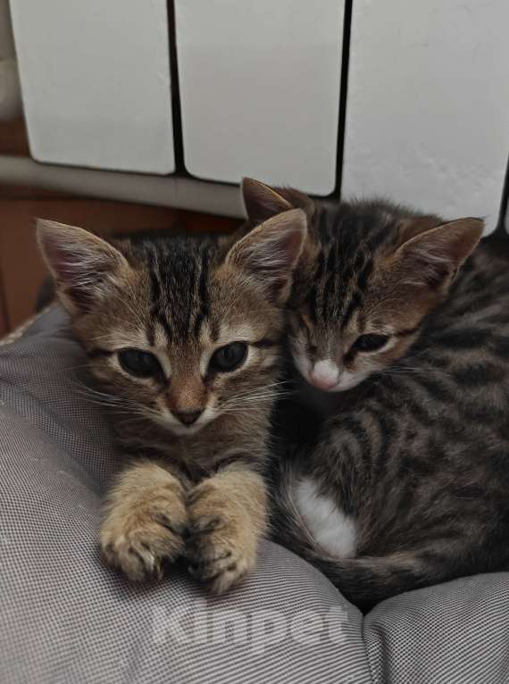 Кошки в Новороссийске: Спасеноши Мальчик, Бесплатно - фото 3