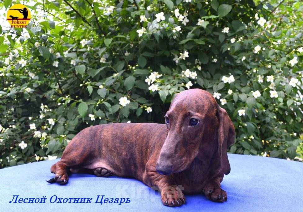 Собаки в Москве: Щенок таксы стандартной тигрового окраса Мальчик, 50 000 руб. - фото 3