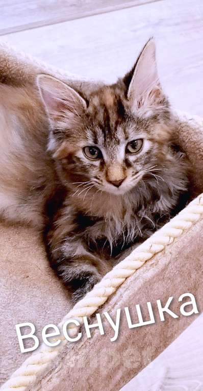 Кошки в Волгограде: Курильский бобтейл  Девочка, 25 000 руб. - фото 1