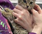 Кошки в Химках: Котенок Девочка, Бесплатно - фото 5