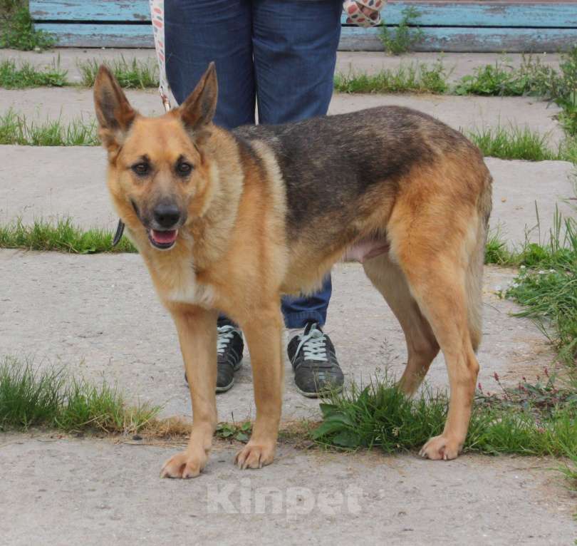Собаки в Москве: Молодая, верная собака Герда ждет своего человека! Девочка, Бесплатно - фото 2