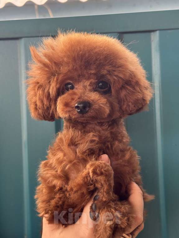 Собаки в Ейске: Продаю щенков Тедди пудель, импорт Китай🇨🇳, девочка 9 месяцев, мальчик 11 месяцев  Девочка, 270 000 руб. - фото 1