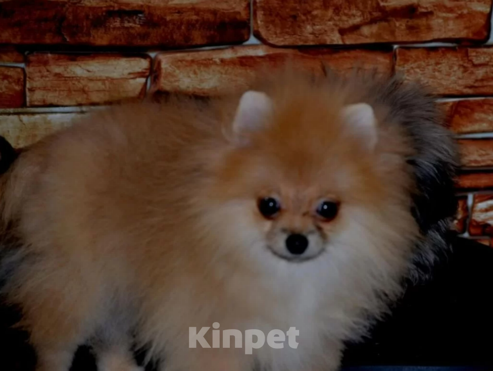 Собаки в Казани: шпиц померанский медвежонок  Девочка, 40 000 руб. - фото 2