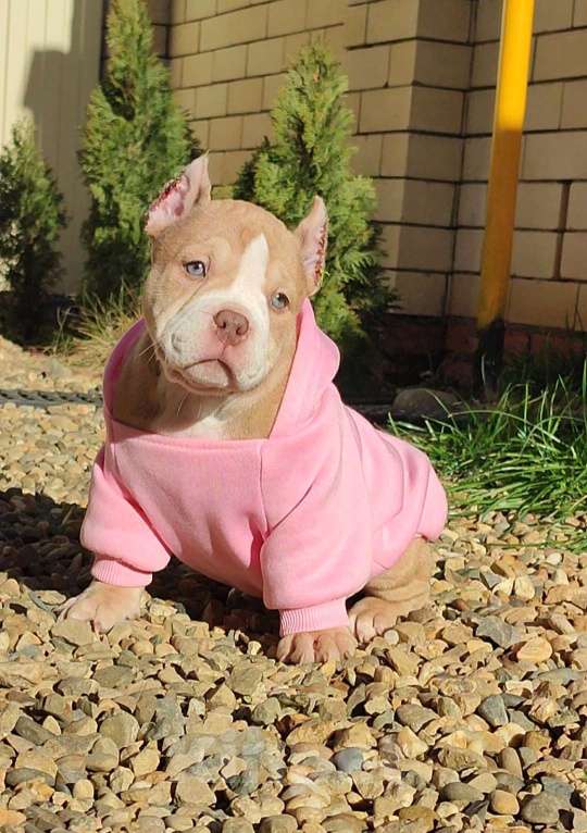 Собаки в других городах Краснодарского края: Американский Булли щенки Мальчик, 60 000 руб. - фото 5