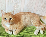 Кошки в Одинцово: выкинули рыжика котик ищет срочно дом Мальчик, Бесплатно - фото 2