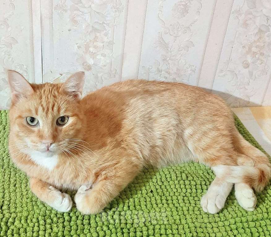 Кошки в Одинцово: выкинули рыжика котик ищет срочно дом Мальчик, Бесплатно - фото 2