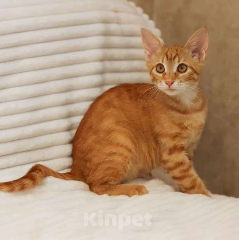 Кошки в Москве: Фанте срочно нужен дом 🆘️ Девочка, Бесплатно - фото 4