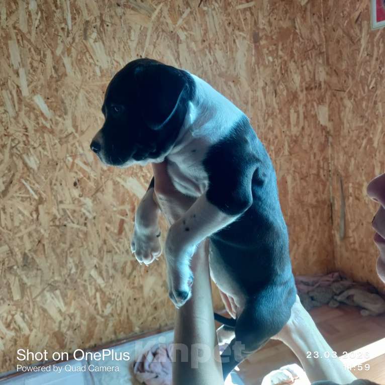 Собаки в Магнитогорске: Американский стаффордширский терьер.  Щенок Девочка, 13 000 руб. - фото 4