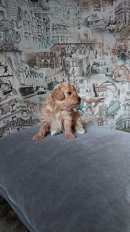 Бишон фризе-Бишпу