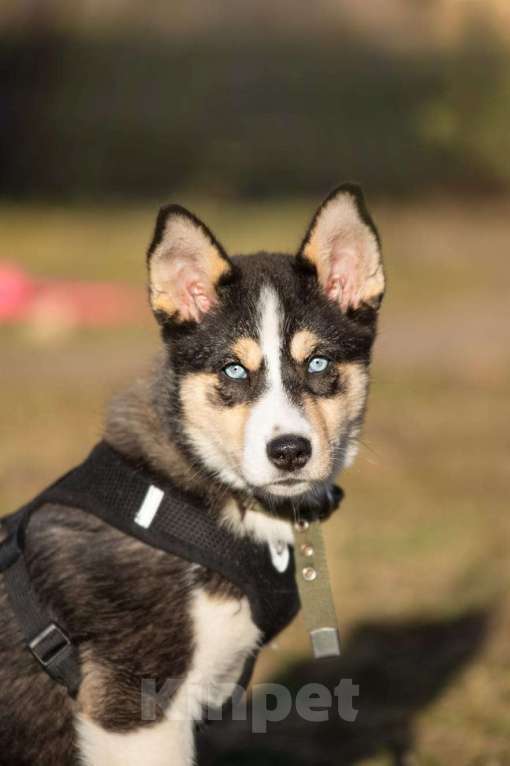 Собаки в Москве: Шейла, 4 месяца, метис хаски, в поиске семьи!  Девочка, Бесплатно - фото 5